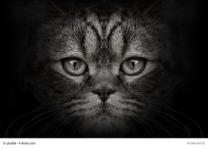 Feuerwehreinsatzkosten und Regressforderungen unter der Lupe